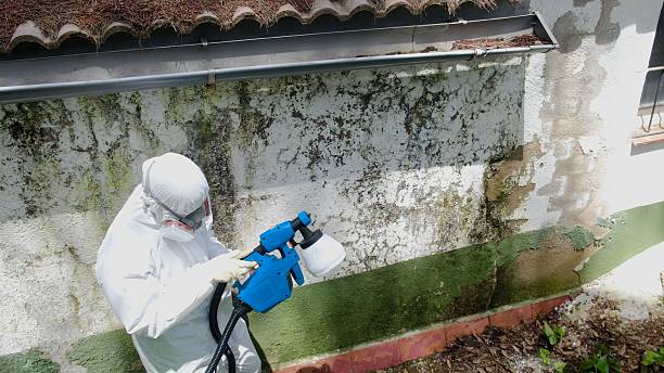 Trusted Crawl Space Mold Removal service in Wellington, TX - Cheap Mold Removal